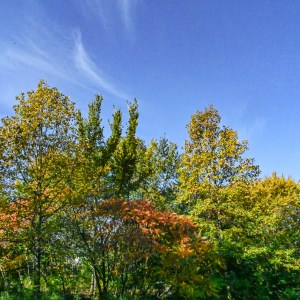 An Update on the Work of the Akron Tree Commission