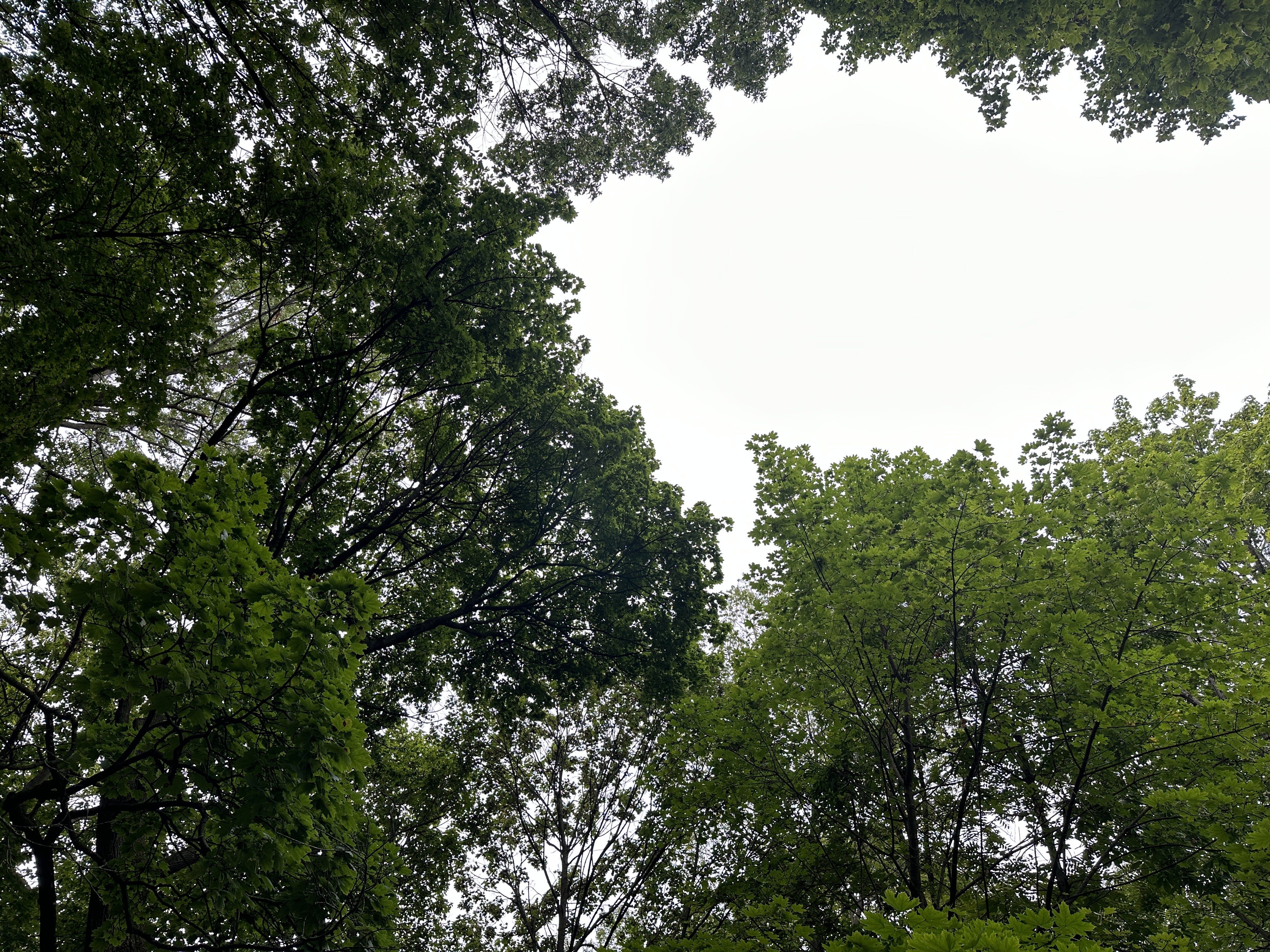 Akron Tree Commission August 2023 Meeting Recap