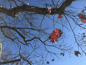 Akron Tree Commission December 2023 Meeting Recap and End-of-Year Reflections