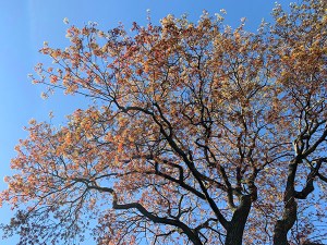 Akron Welcomes Project ACORN to City-Owned Theiss Woods Property