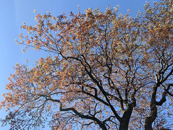 Read more about the article Akron Welcomes Project ACORN to City-Owned Theiss Woods Property