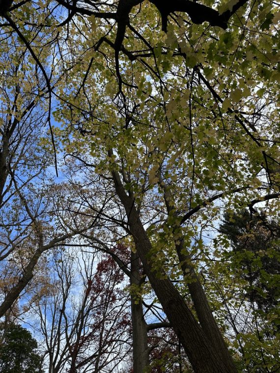 Read more about the article The City of Akron and the Akron Tree Commission Aim for a Holistic Approach to Canopy Loss and Regrowth